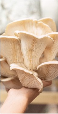 Delta Ventures Nam Mushroom